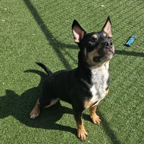 Blue heeler mixed with hot sale rottweiler