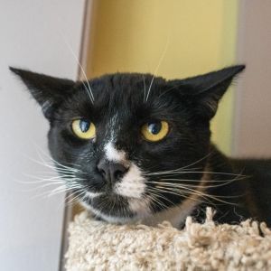 Everest, Young Male Domestic Short Hair
