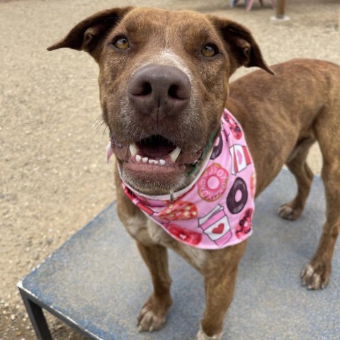 Phineas, an adoptable Pit Bull Terrier in Taos, NM, 87571 | Photo Image 1