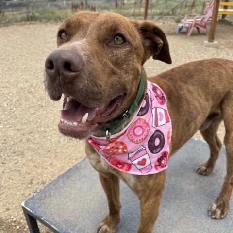 Phineas, an adoptable Pit Bull Terrier in Taos, NM, 87571 | Photo Image 2