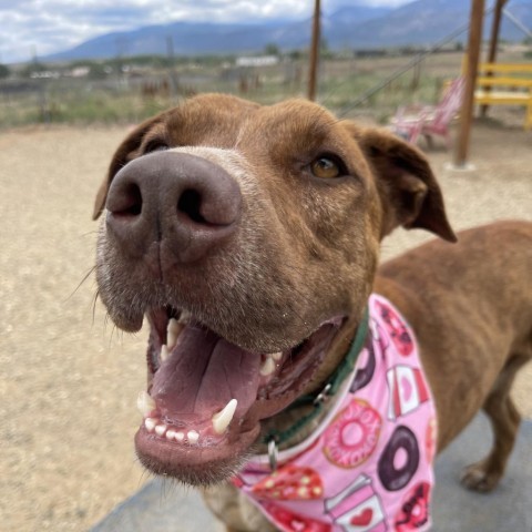 Phineas, an adoptable Pit Bull Terrier in Taos, NM, 87571 | Photo Image 3