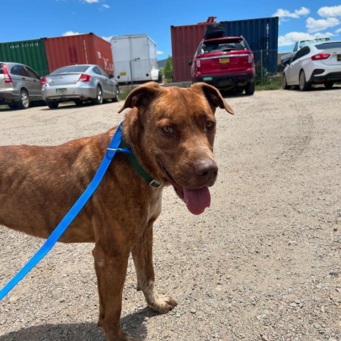 Phineas, an adoptable Pit Bull Terrier in Taos, NM, 87571 | Photo Image 4