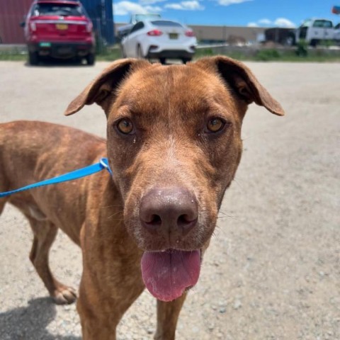 Phineas, an adoptable Pit Bull Terrier in Taos, NM, 87571 | Photo Image 5