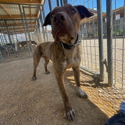 Phineas, an adoptable Pit Bull Terrier in Taos, NM, 87571 | Photo Image 6