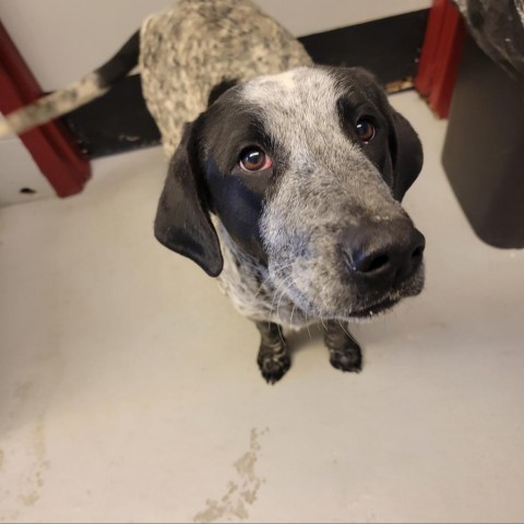 C50-7361, an adoptable Mixed Breed in Grand Junction, CO, 81502 | Photo Image 1