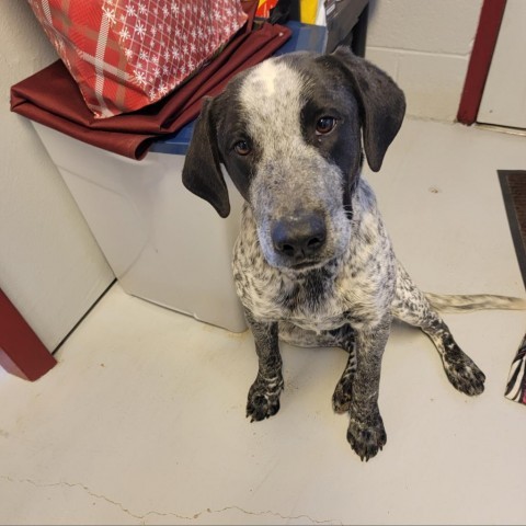 C50-7361, an adoptable Mixed Breed in Grand Junction, CO, 81502 | Photo Image 2