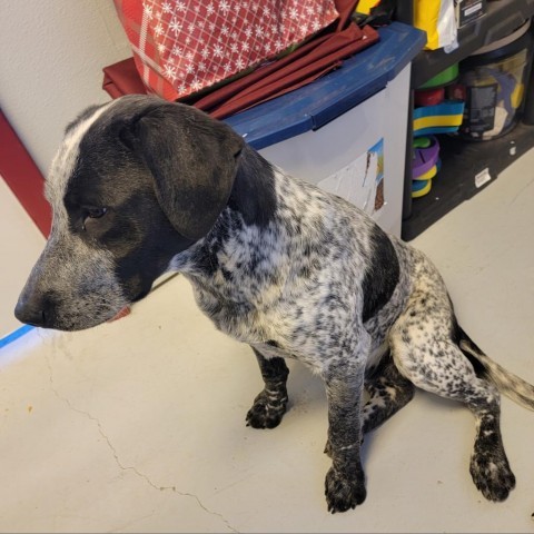 C50-7361, an adoptable Mixed Breed in Grand Junction, CO, 81502 | Photo Image 3