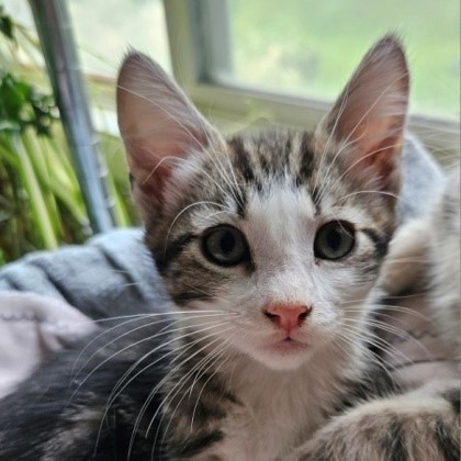 Jean, an adoptable Domestic Short Hair in Pendleton, OR, 97801 | Photo Image 1