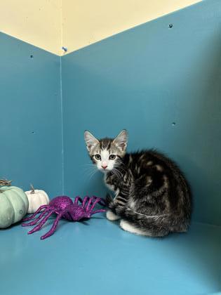 Jean, an adoptable Domestic Short Hair in Pendleton, OR, 97801 | Photo Image 2