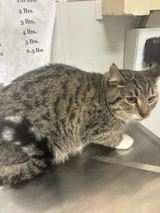 Hank, an adoptable Domestic Short Hair in Pendleton, OR, 97801 | Photo Image 1