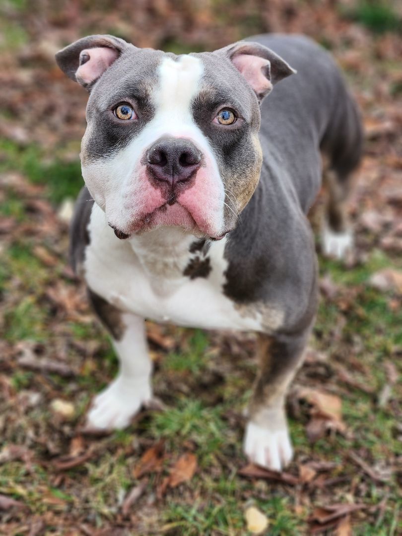 Dog for adoption - 23-2035 Benji, an American Staffordshire Terrier in ...
