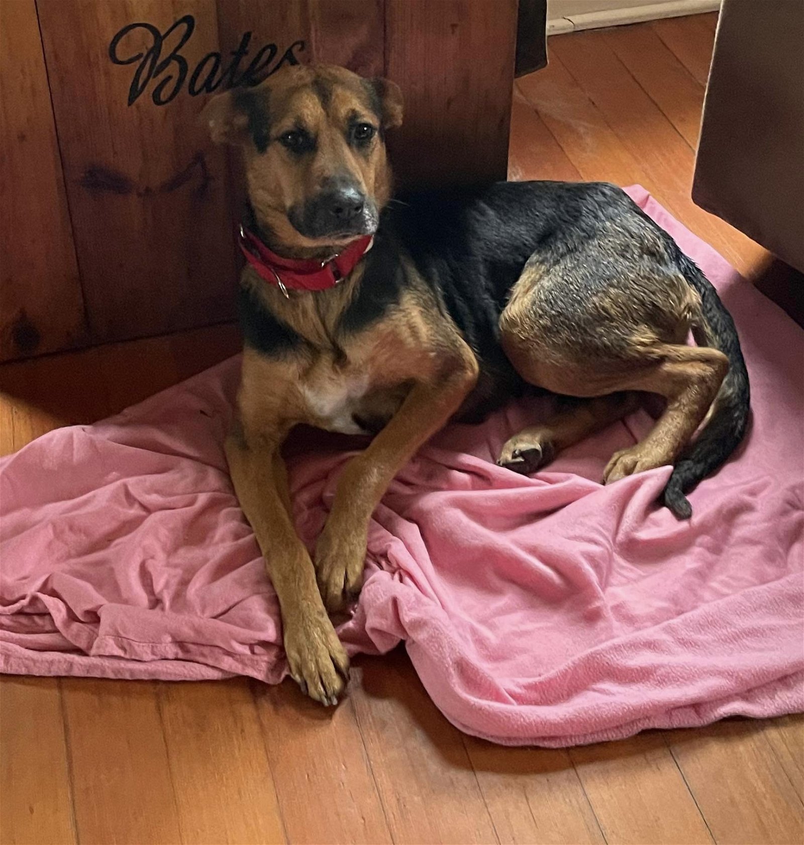 Dog for adoption - Attie, a Shepherd Mix in Pomfret Center, CT | Petfinder