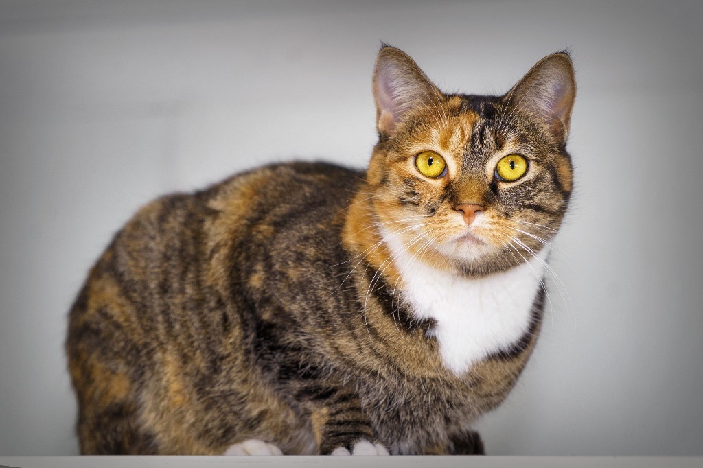 Nicki Minaj, an adoptable Domestic Short Hair in Fort Lupton, CO, 80621 | Photo Image 1