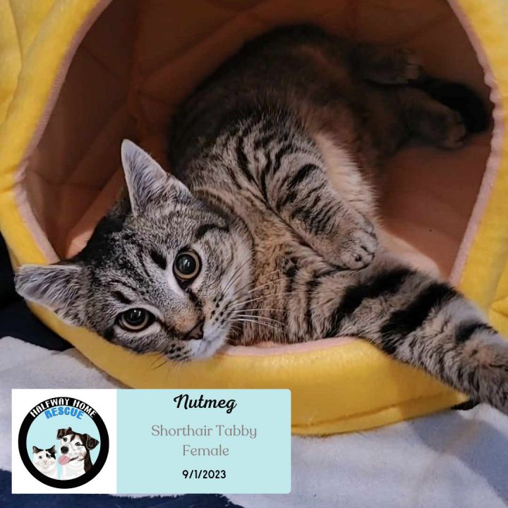 Cat for adoption Nutmeg, a Tabby in Lexington, KY Petfinder