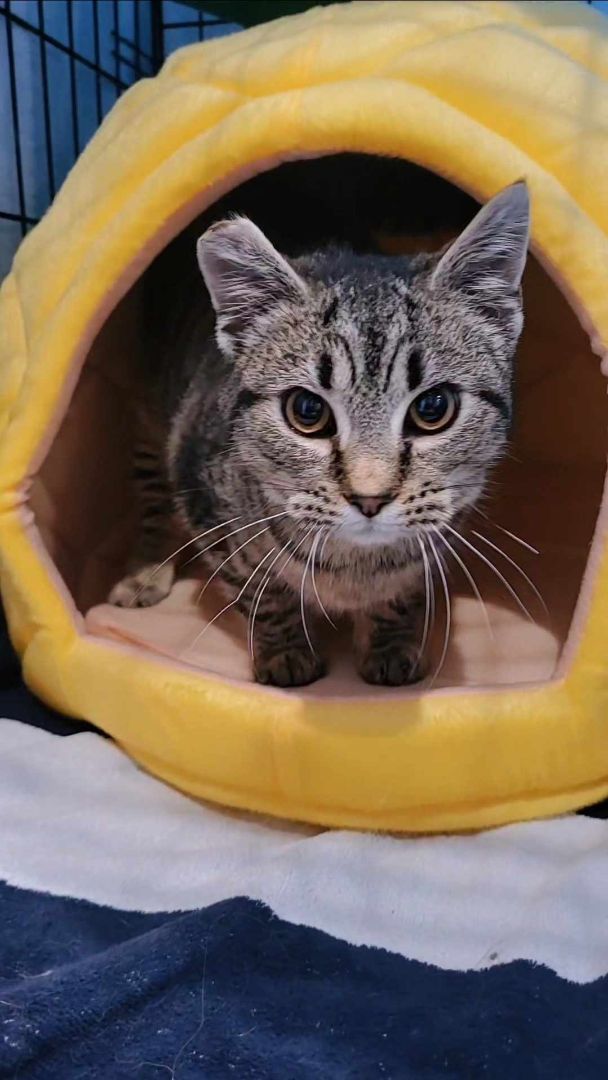 Cat for adoption Nutmeg, a Tabby in Lexington, KY Petfinder