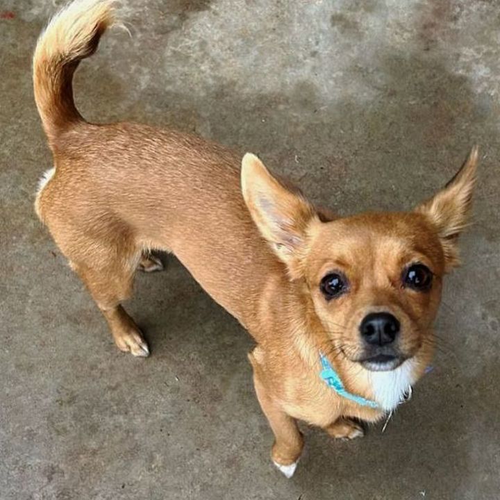 Chili, an adoptable Chihuahua & Pomeranian Mix in Oklahoma City, OK_image-5