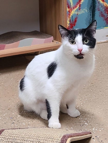 6071 (Molly), an adoptable Domestic Short Hair in Lake City, MI, 49651 | Photo Image 1