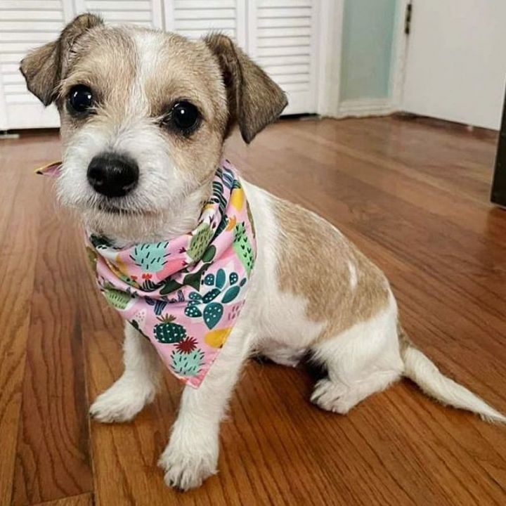 Trixie, an adopted Border Terrier Mix in Oklahoma City, OK_image-1