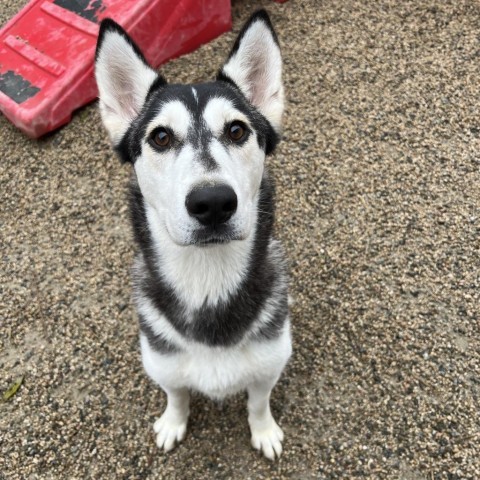 Dog for adoption Wanda a Husky in Westminster CA Petfinder