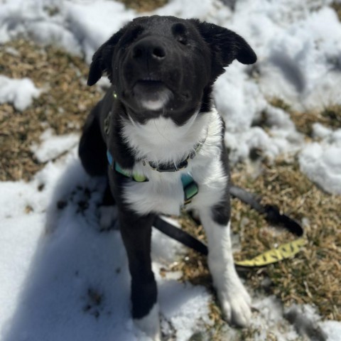 Outlaw, an adoptable Border Collie, Mixed Breed in Fort Collins, CO, 80526 | Photo Image 1