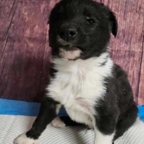 Outlaw, an adoptable Border Collie, Mixed Breed in Fort Collins, CO, 80526 | Photo Image 2