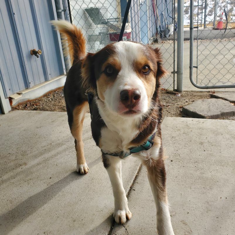 Dog for adoption 55024746, an Australian Shepherd in Elko, NV Petfinder