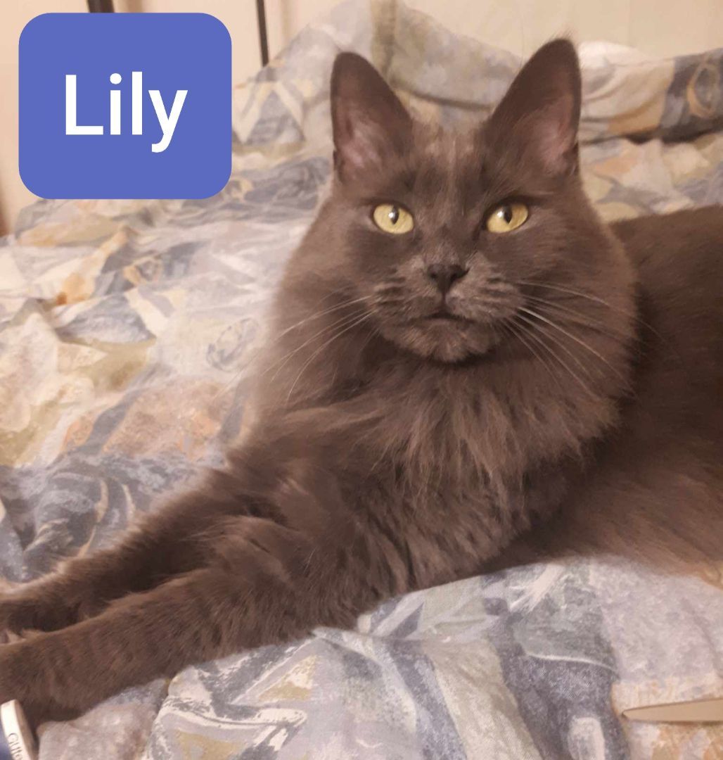 Lily ( must be adopted with Tattoune)