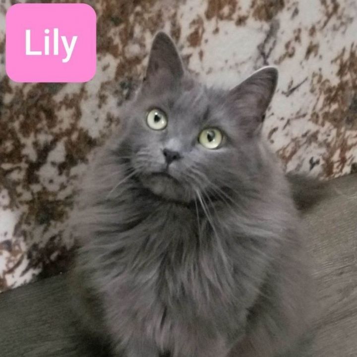 Lily ( must be adopted with Tattoune) 3