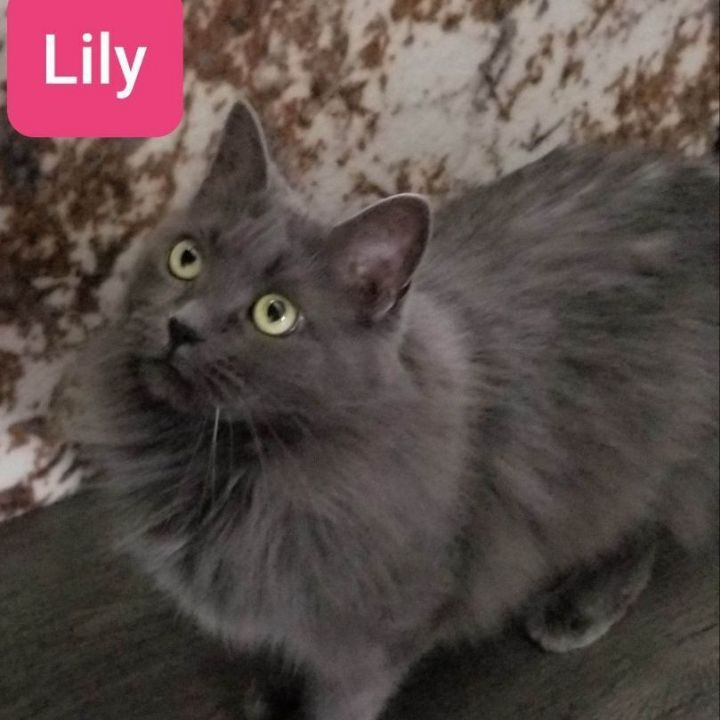 Lily ( must be adopted with Tattoune) 5