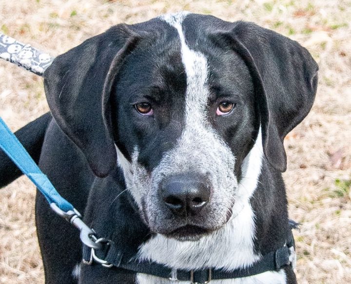 Polo, an adopted Hound Mix in Midlothian, VA_image-1