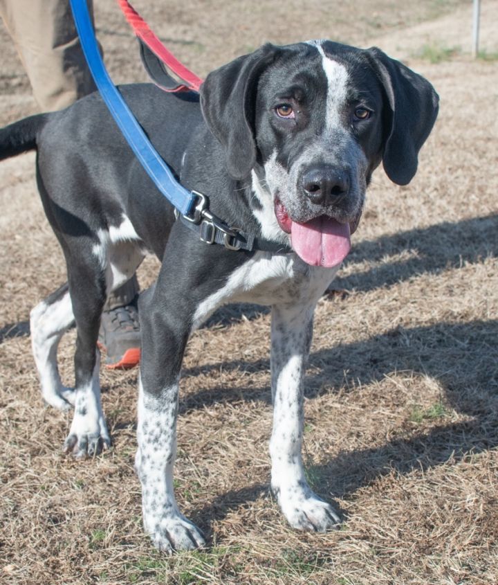 Polo, an adopted Hound Mix in Midlothian, VA_image-2