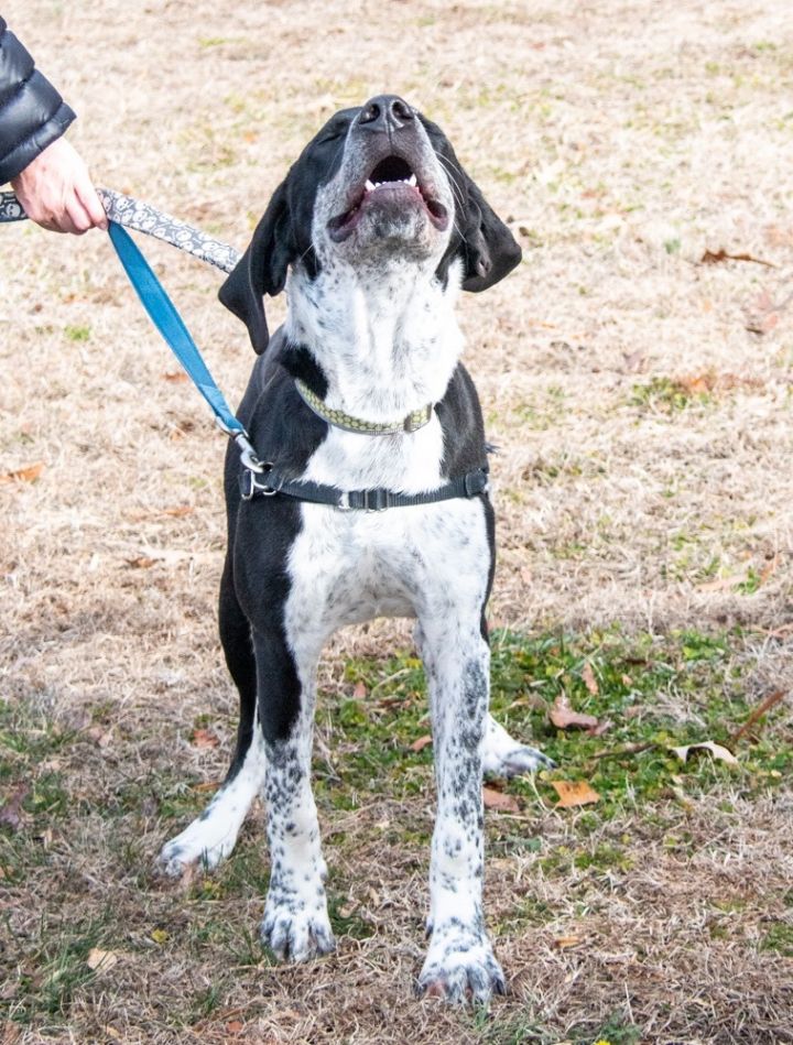 Polo, an adopted Hound Mix in Midlothian, VA_image-3