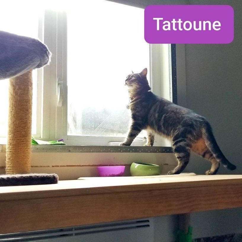 Tattoune ( must be adopted with Lily)