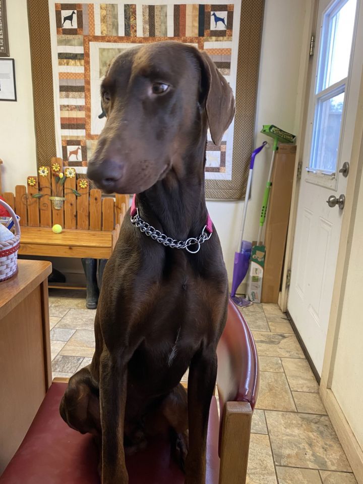 Doberman best sale san antonio