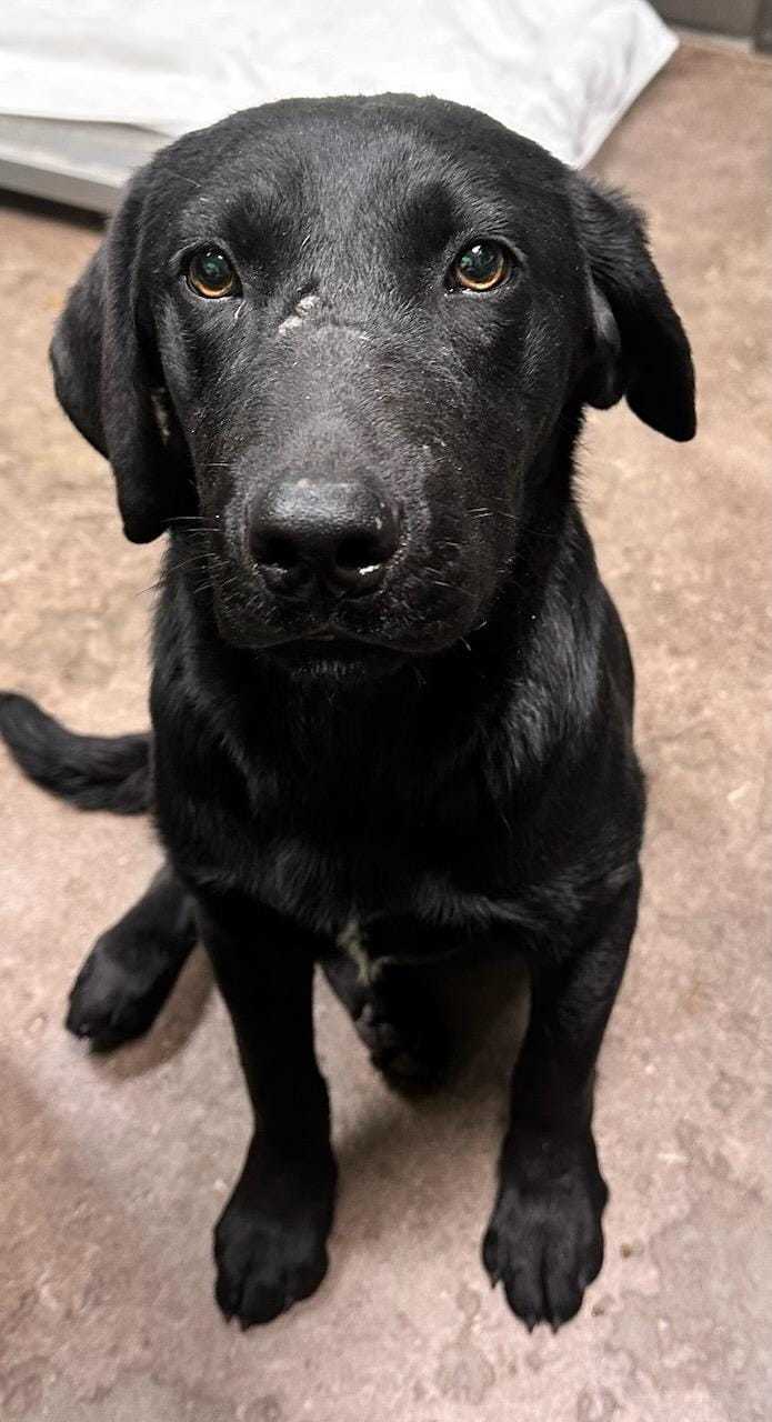 Bernstein, an adoptable Black Labrador Retriever & Retriever Mix in Watertown, WI_image-2
