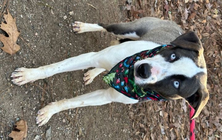 Emory, an adoptable Husky & Pit Bull Terrier Mix in Atlanta, GA_image-6