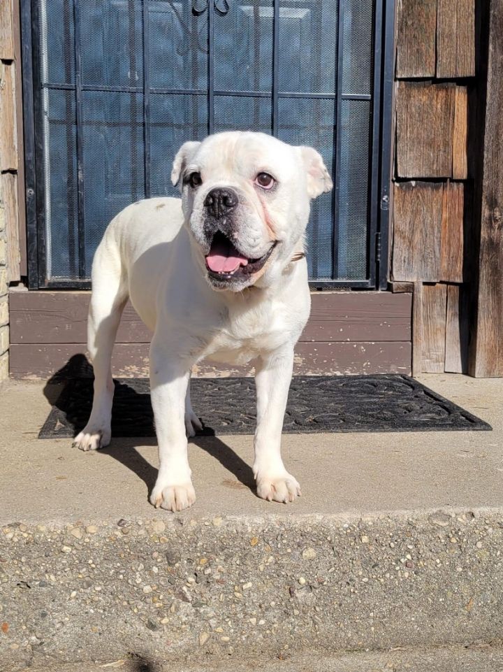 Meaty, an adoptable American Bulldog in Watertown, WI_image-6