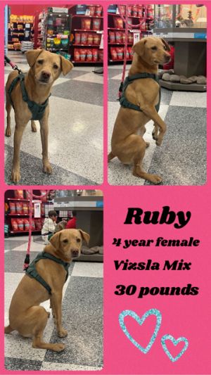 RUBY - 4 YEAR VIZSLA MIX FEMALE PETCO, 5011 E. RAY ROAD, PHOENIX 85044  SATURDAY, FEBRUARY 17, 11 - 2 