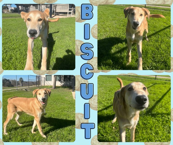 Biscuit, an adoptable Retriever Mix in Universal City, TX_image-1