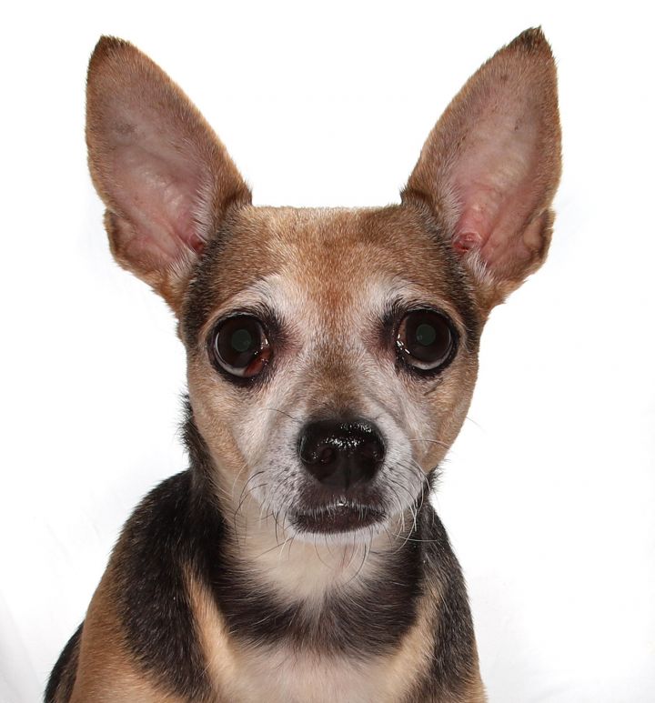 Lola, an adoptable Chihuahua Mix in Oakland Park, FL_image-1