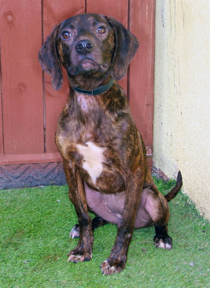 Becca, an adoptable Hound Mix in Oakland Park, FL_image-2