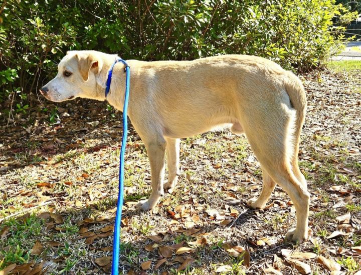 Rhett, an adoptable Labrador Retriever Mix in Brattleboro, VT_image-4