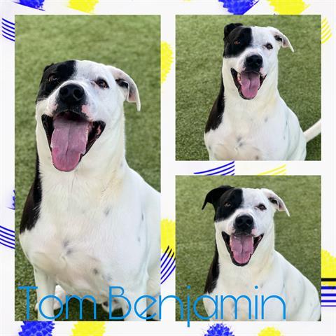 TOM BENJAMIN, an adoptable Labrador Retriever in Pearland, TX_image-1