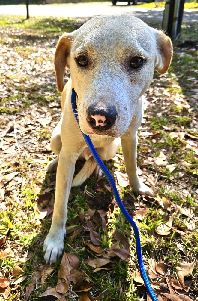 Rhett, an adoptable Labrador Retriever Mix in Long Beach, MS_image-1