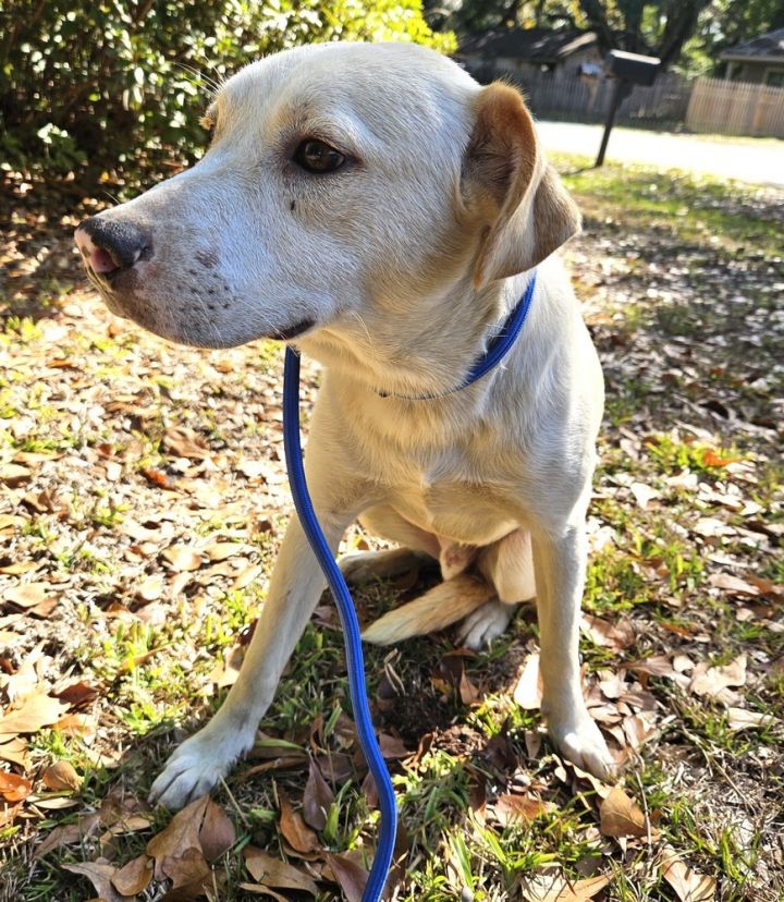 Rhett, an adoptable Labrador Retriever Mix in Long Beach, MS_image-2