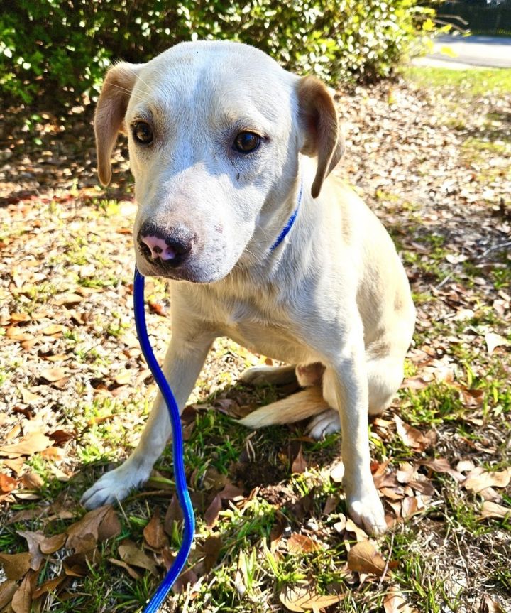 Rhett, an adoptable Labrador Retriever Mix in Long Beach, MS_image-3