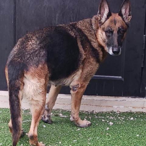 Mischa, an adoptable German Shepherd Dog in LOXAHATCHEE, FL_image-1