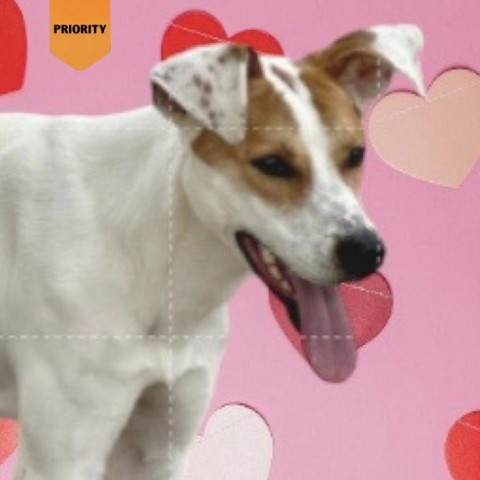 Joy (In Foster) (ADOPTION FEE SPONSORED), an adoptable Mixed Breed in Columbiana, AL_image-4