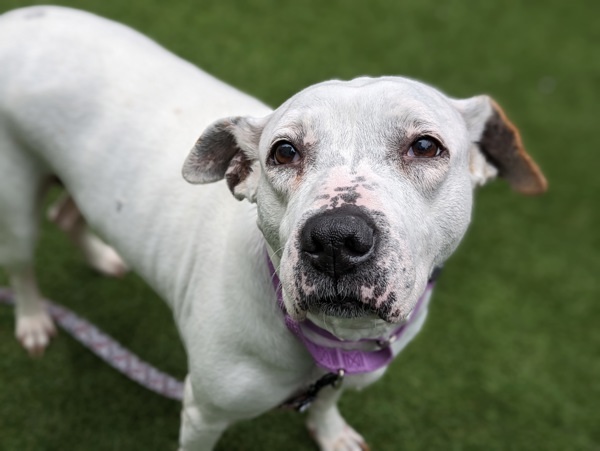 Coconut, an adoptable Mixed Breed in New York, NY_image-1