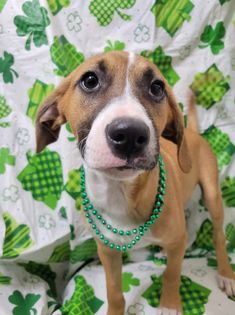 Chex, an adoptable Terrier & Labrador Retriever Mix in Watertown, WI_image-3